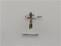 藏品(尺蠖蛾科)的圖片